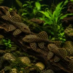 Ancistrus L144 - Image 3
