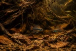 Apistogramma Cacatuoides - Image 5