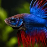 Betta Crowntail - Image 2