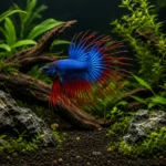 Betta Crowntail - Image 4
