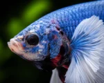 Betta Dumbo - Image 2