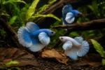 Betta Dumbo - Image 3