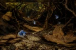 Betta Dumbo - Image 5