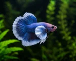 Betta Dumbo