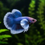 Betta Dumbo