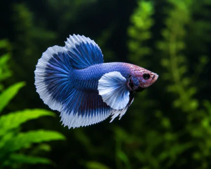 Betta Dumbo