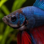 Betta Halfmoon - Image 2