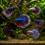 Betta Halfmoon - Image 3