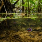 Betta Halfmoon - Image 5