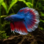Betta Halfmoon