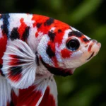 Betta Koi - Image 2