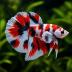 Betta Koi