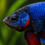 Betta Plakat - Image 2
