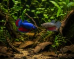 Betta Plakat - Image 3