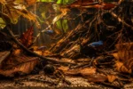 Betta Plakat - Image 5