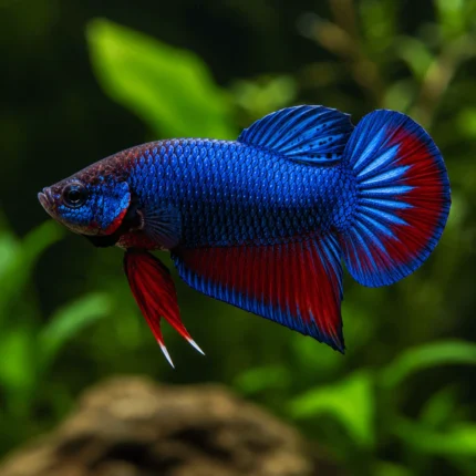 Betta Plakat
