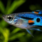 Endler Blue Star - Image 2