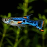Endler Blue Star