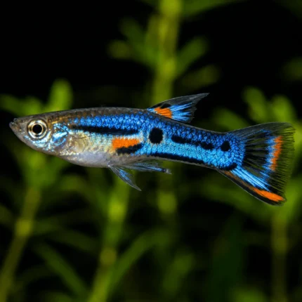 Endler Blue Star