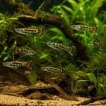 Endler Tiger - Image 3