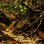 Endler Tiger - Image 5