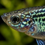 Guppy Cobra - Image 2