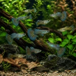 Guppy Cobra - Image 3