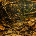 Guppy Cobra - Image 5