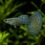 Guppy Cobra