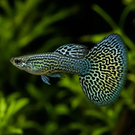 Guppy Cobra