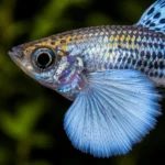 Guppy Dumbo - Image 2