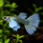 Guppy Dumbo