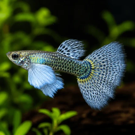 Guppy Dumbo