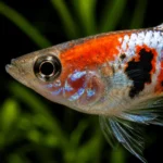 Guppy Koi - Image 2