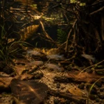 Killi Gardneri - Image 5