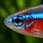 Tetra Cardenal - Image 2