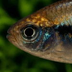 Tetra Congo - Image 2