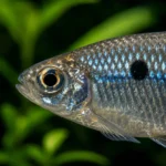 Tetra Diamante - Image 2