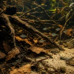 Tetra Diamante - Image 5