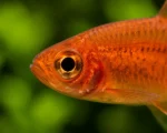 Tetra Ember - Image 2