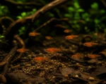 Tetra Ember - Image 3