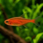 Tetra Ember