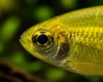 Tetra Limón - Image 2