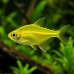 Tetra Limón