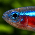 Tetra Neón - Image 2