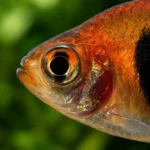 Tetra Serpae - Image 2