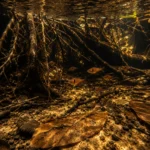 Tetra Serpae - Image 5