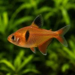 Tetra Serpae