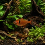 Tetra Serpae - Image 4