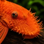 Ancistrus Super Red - Image 2